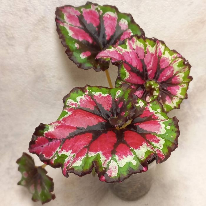 Бегонии сортовые детки