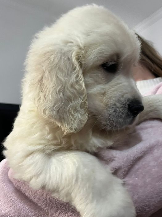 Golden Retriever Lop e Afixo