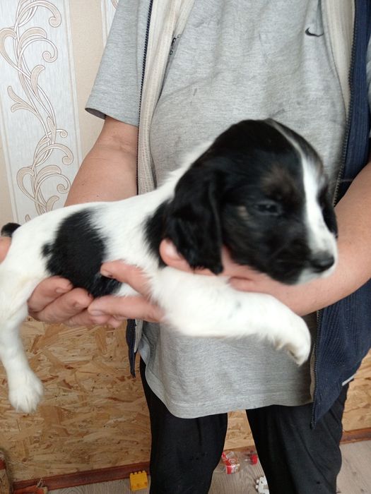 Русский спаниель