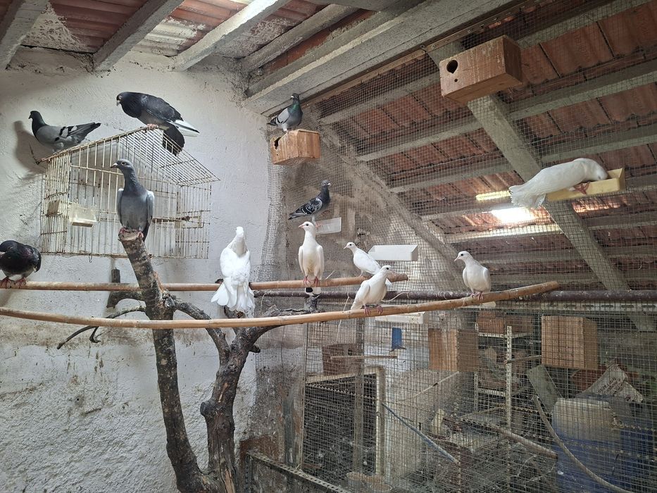 Pombos lindos..grandes..leque..