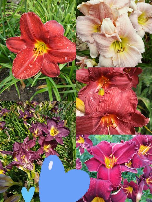 Liliowce w różnych kolorach.