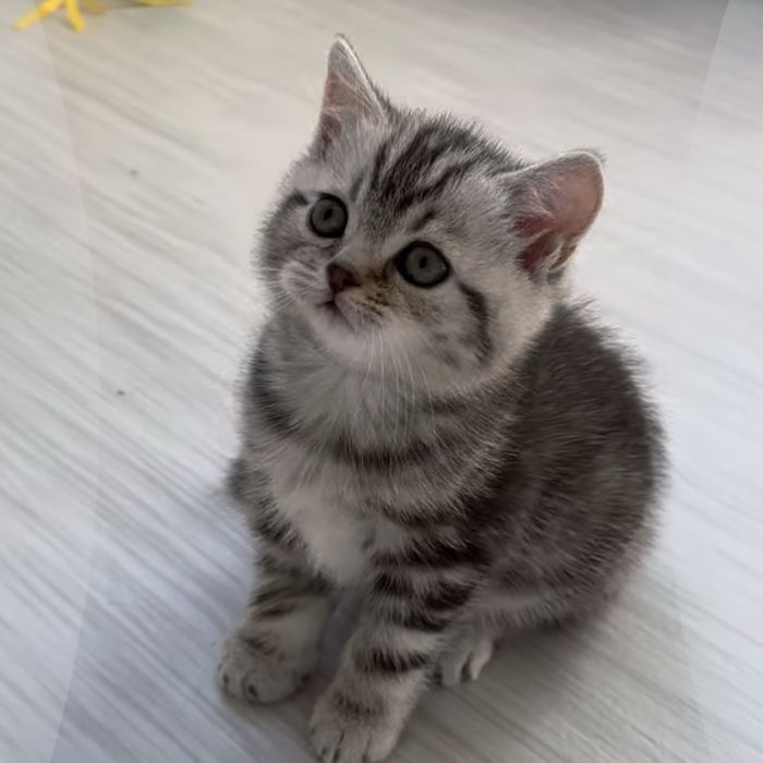 Дуже гарнюні кошенята