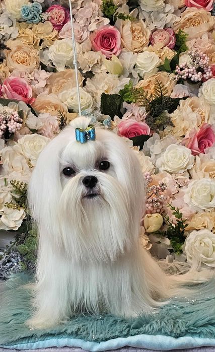 Przepiękny maltańczyk roczny ZKwP (FCI)