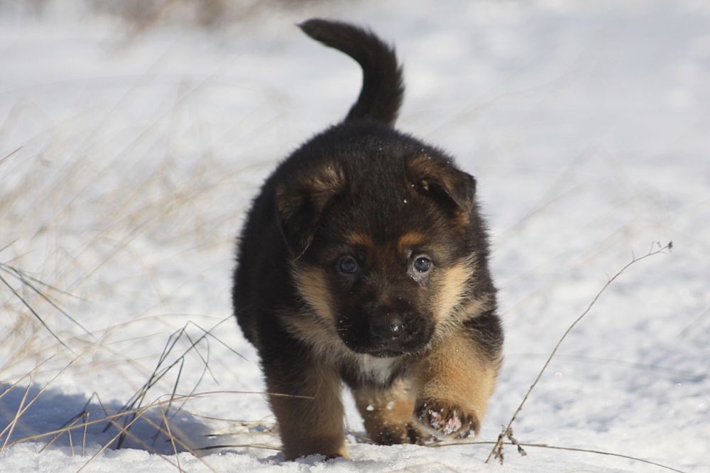 Хлопчик німецької вівчарки з професійного розплідника