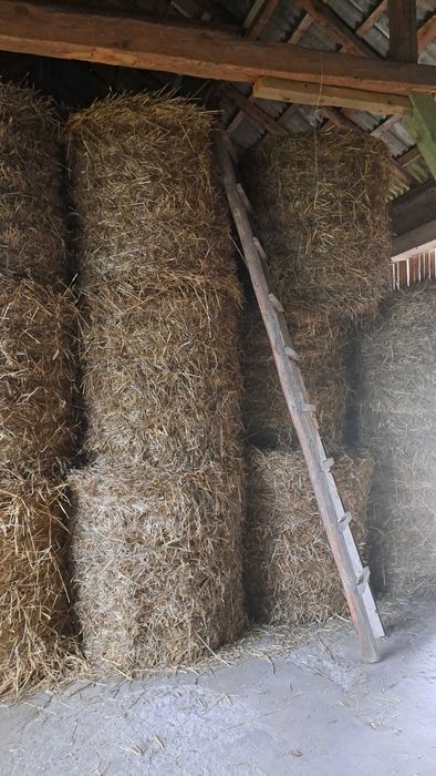 SŁOMA BELE 120*120 ze stodoły