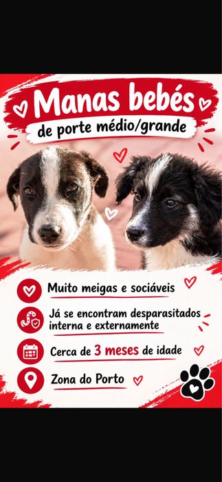 Cadelinhas para adoção responsável