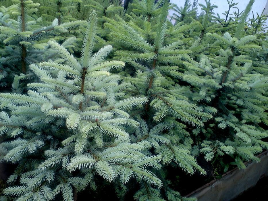 Świerk Srebrny, serbski, Conica,  IGLAKI