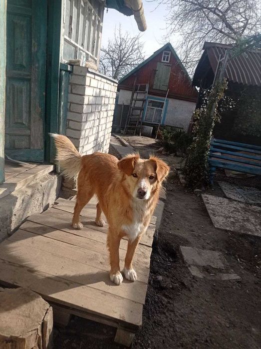 Собакі стерилізовані