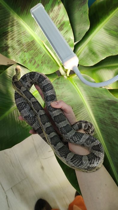 Wąż zbożowy odmiany anery