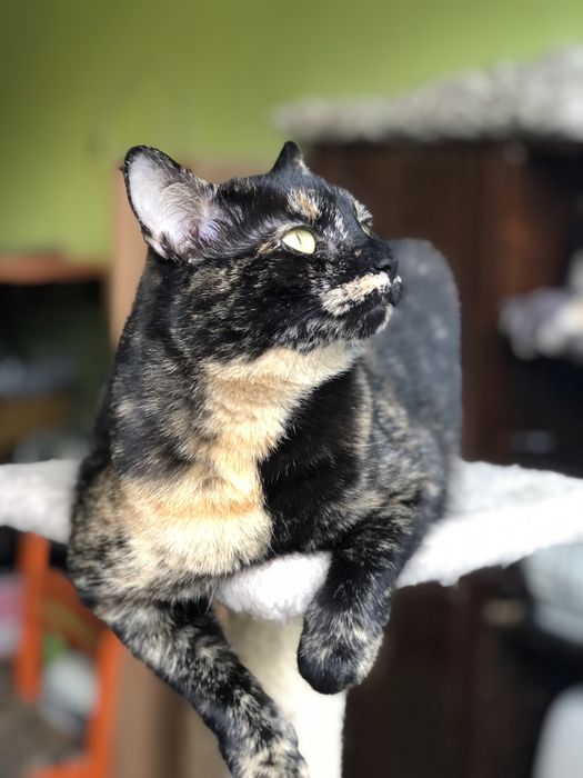 Кошечка Пепси 1 год черепашковый окрас