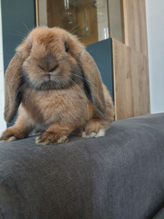 Kroliki baranek miniaturka  karzelek mini lop