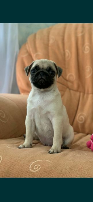 Бомбезні мопсики