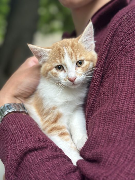 Милые котята ищут дом