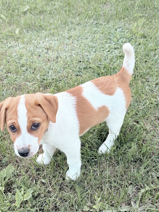 Jack Russell Terrier –  suczka Heca!