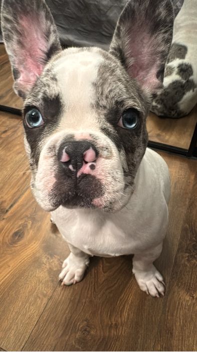 Отдам французкого  бульдога в хорршие руки.