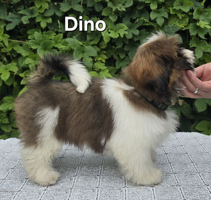 Piesek Shih tzu ZKWP