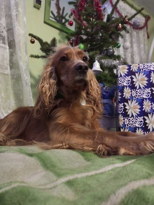 В'язка, кабель спаніель