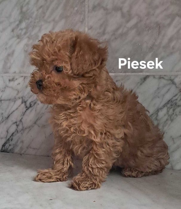 Cavapoo f1  piesek cavalier x pudel toy 12 tyg aktualne