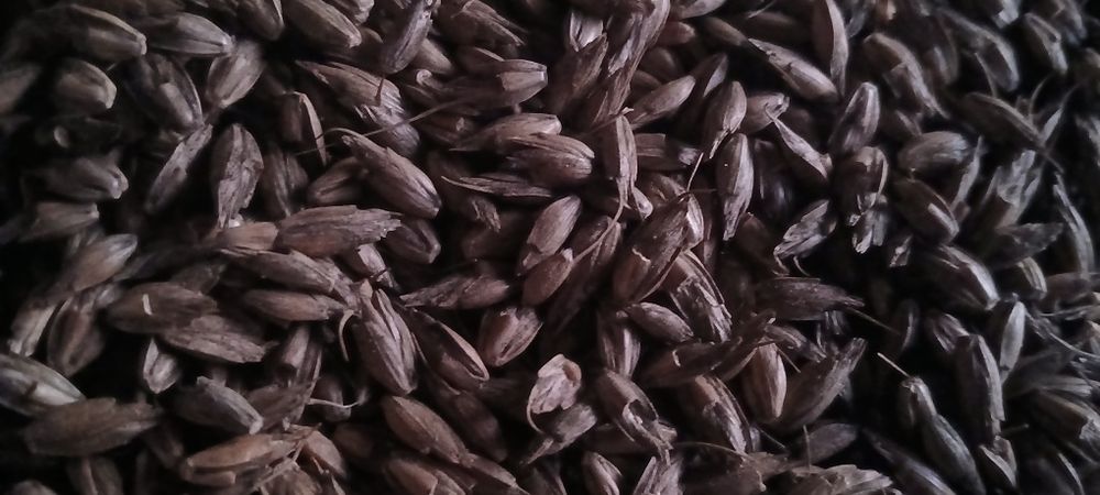 Orkisz pszenica orkisz