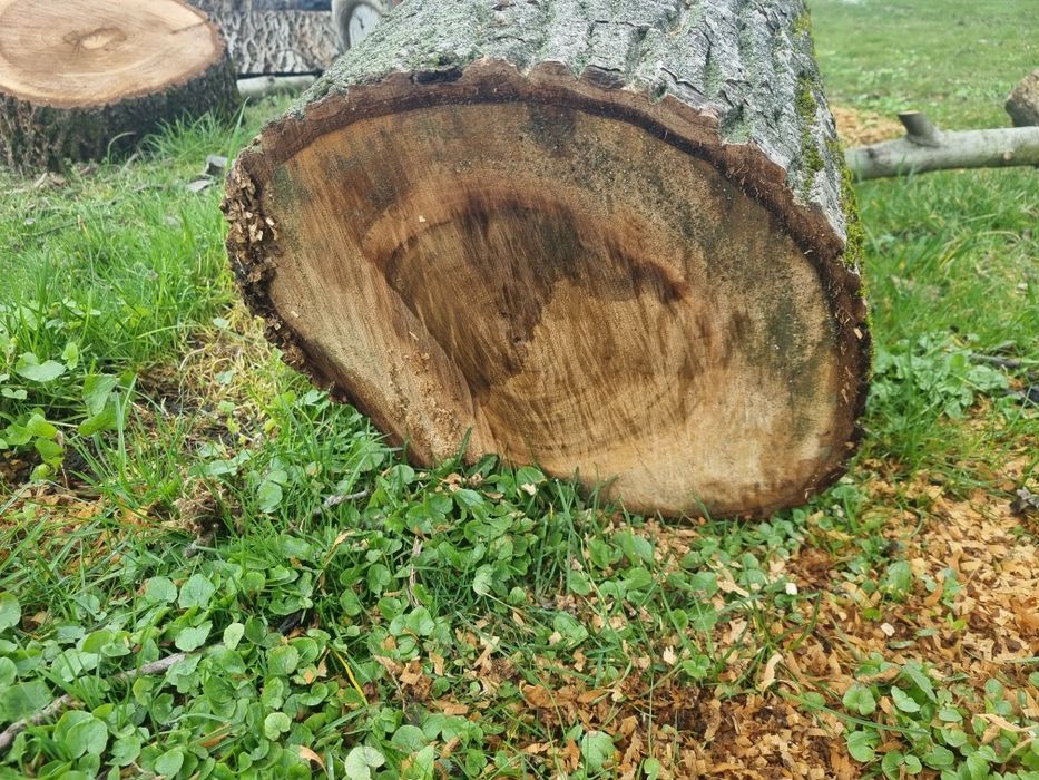 Orzech włoski kłody