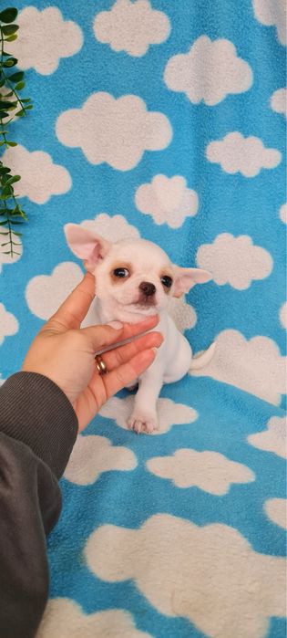 Excecional menino mini Chihuahua/Chiuaua de Qualidade