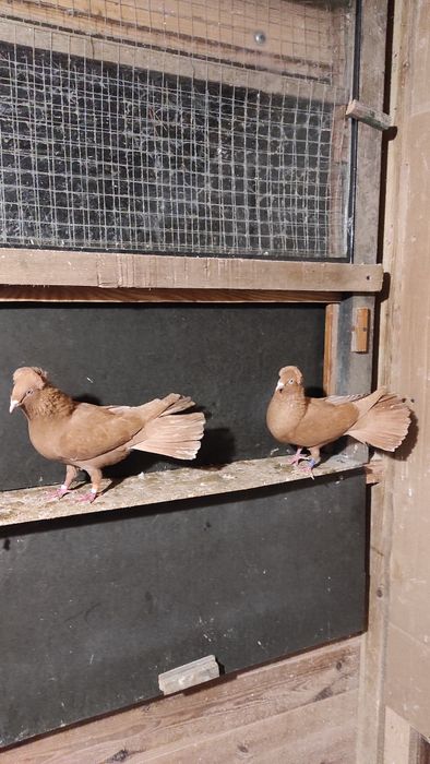 Sokoły,sokół,wysokolotne gdańskie.