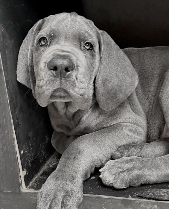 Dogue alemao Azul