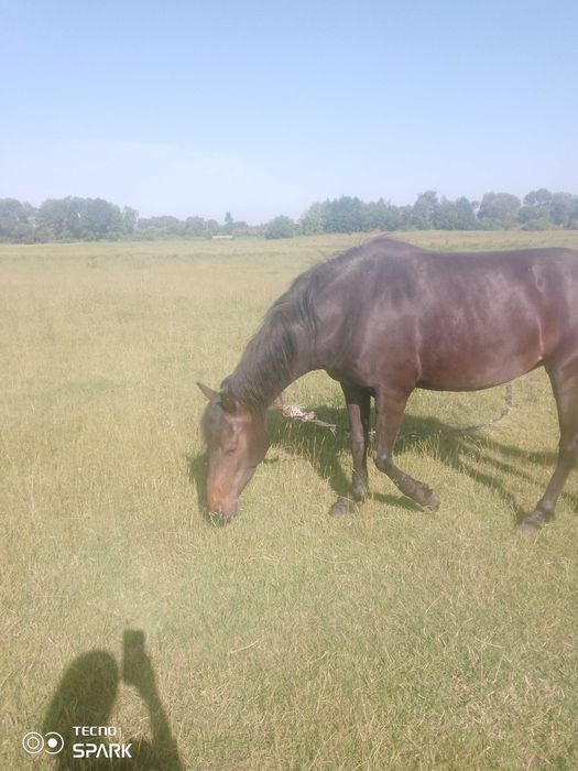 Продам кобилу у добрі руки