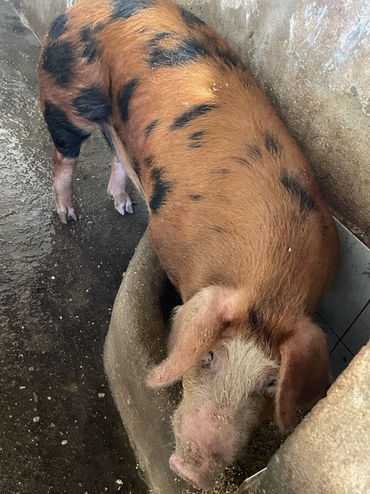 Porco Duroc.