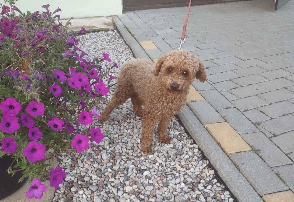 Śliczny  pudel toy piesek.