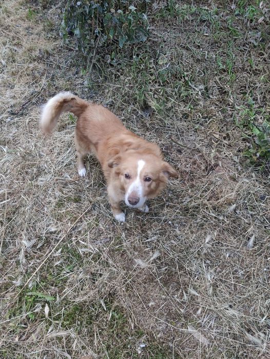 Cão jovem (≈4 anos, pequeno porte) procura lar com urgência e amor