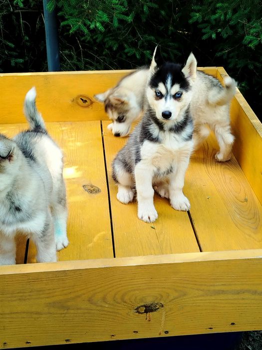 Siberian Husky piesek  tel.575302039