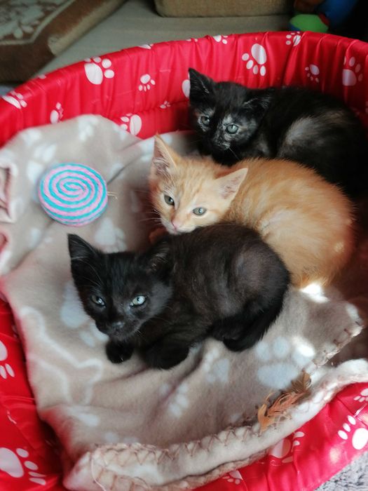 Oláááá...Somos lindos gatinhos, para adoção responsável, com carinho.