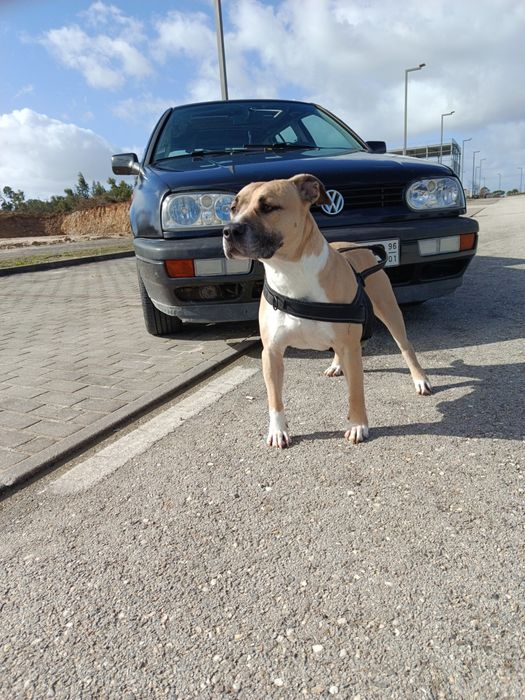 American Staffordshire