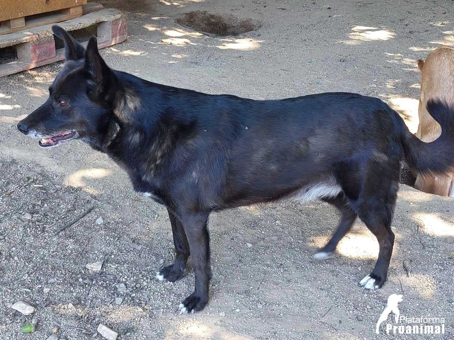 FUSCA - Cadelinha Sénior para Adoção