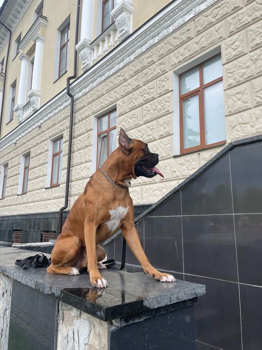 В’язка Німецького боксера