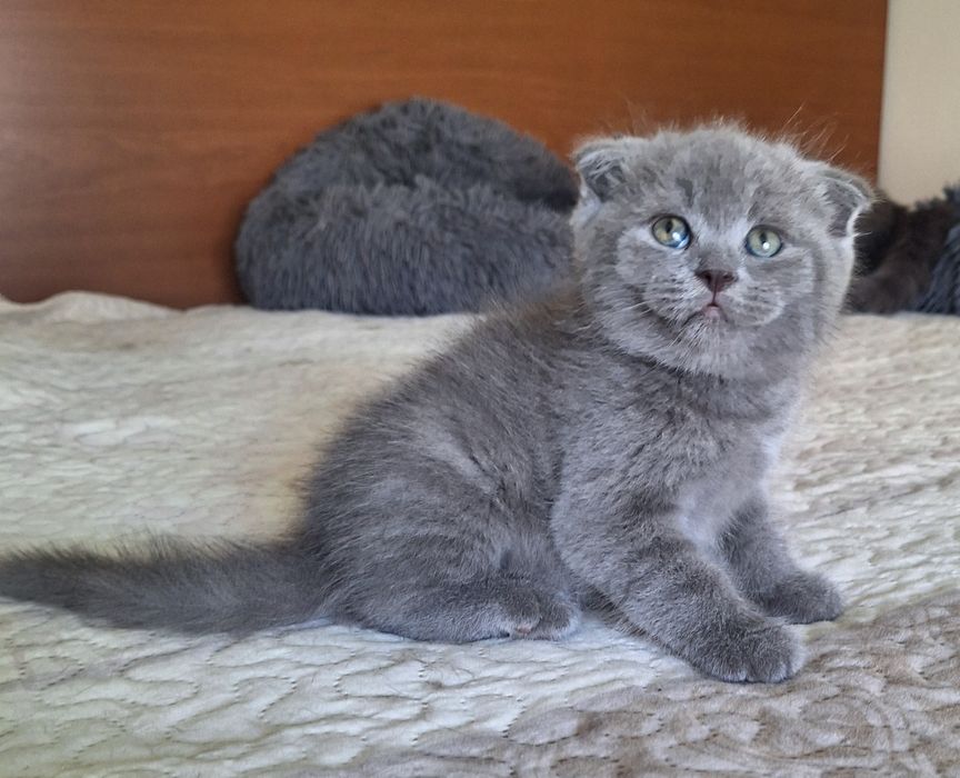 Scottish fold macho azul