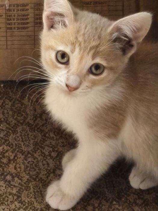 Віддам кошенят в добрі руки