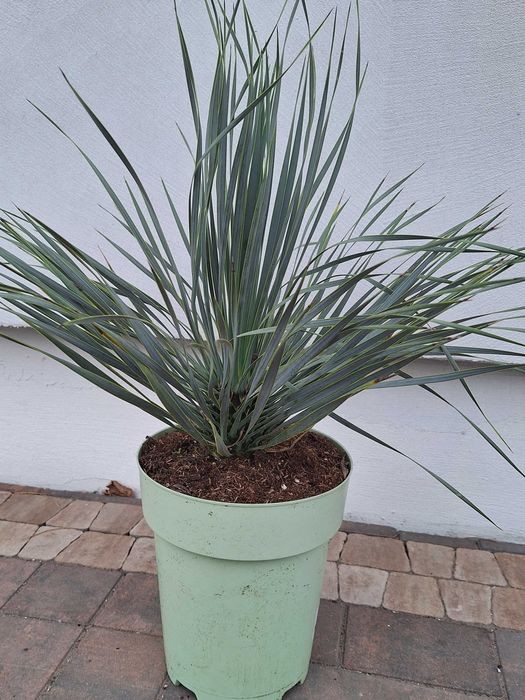 Yucca rostrata, juka
