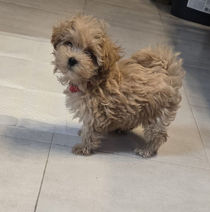 Maltipoo Szczeniaczek Suczka