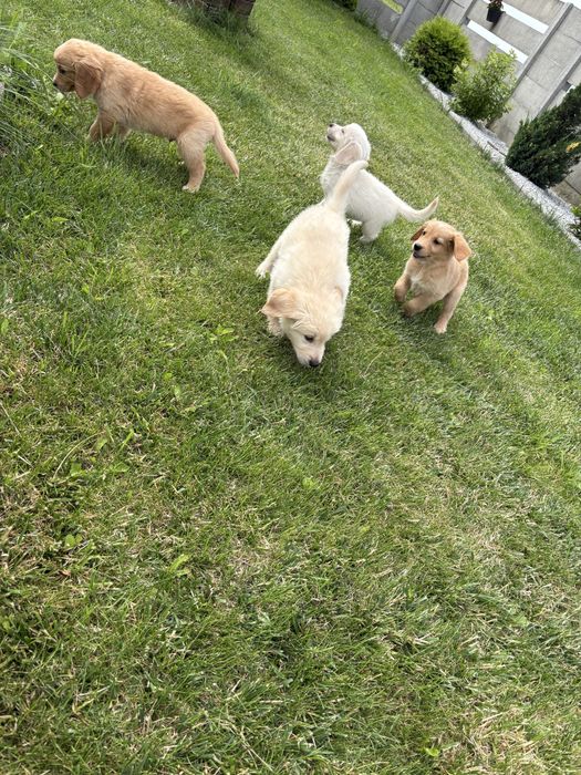 Golden retriever