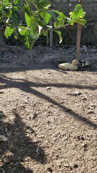 Patos mudos e garnizos
