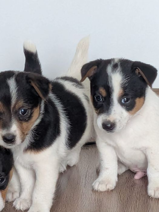 Jack Russell Terrier
