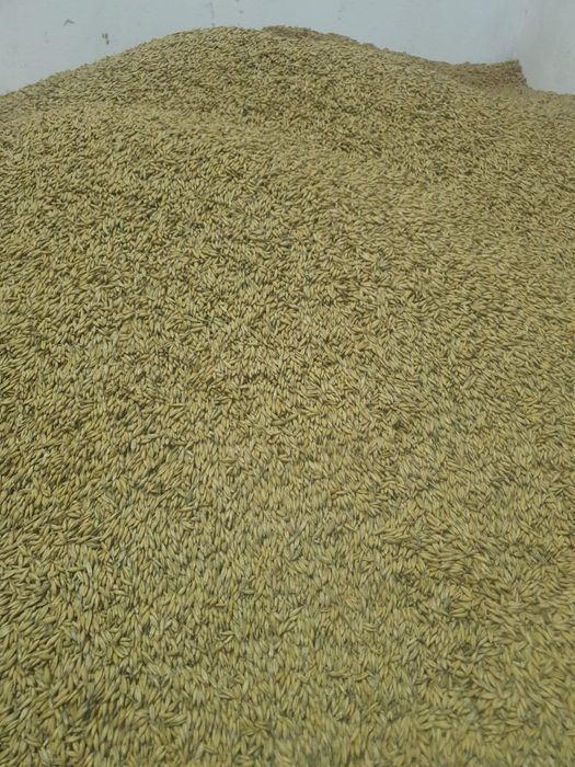 Owies REFLEX po Centrali