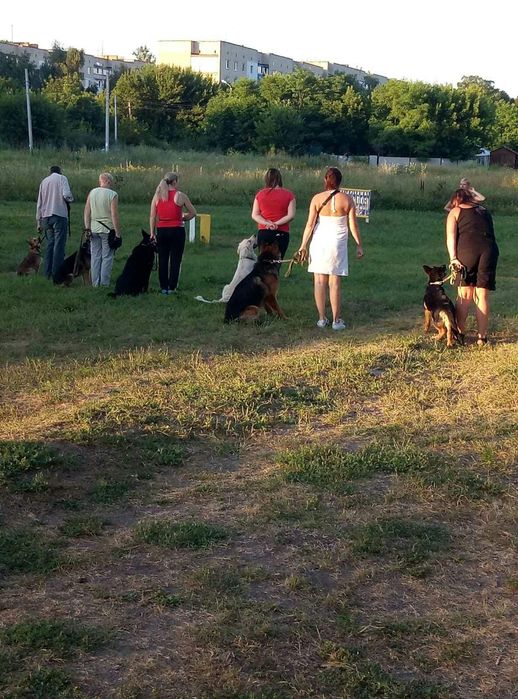 Кинолог. Профессійне дресерування собак.