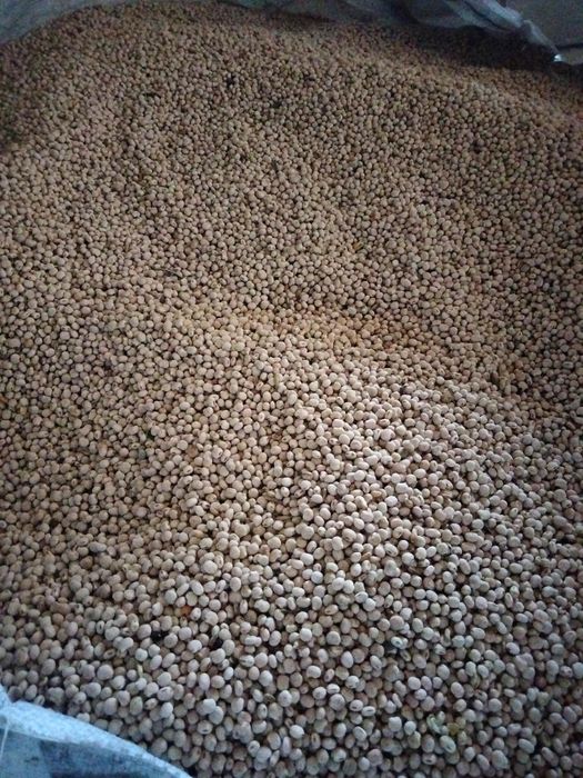 Pszenica ozima.. Łubin słodki