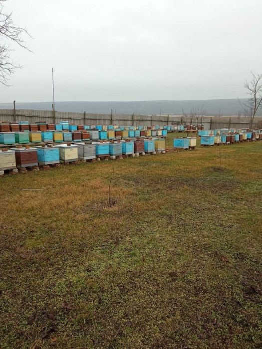 Продаю бджолопакети, бджоли.