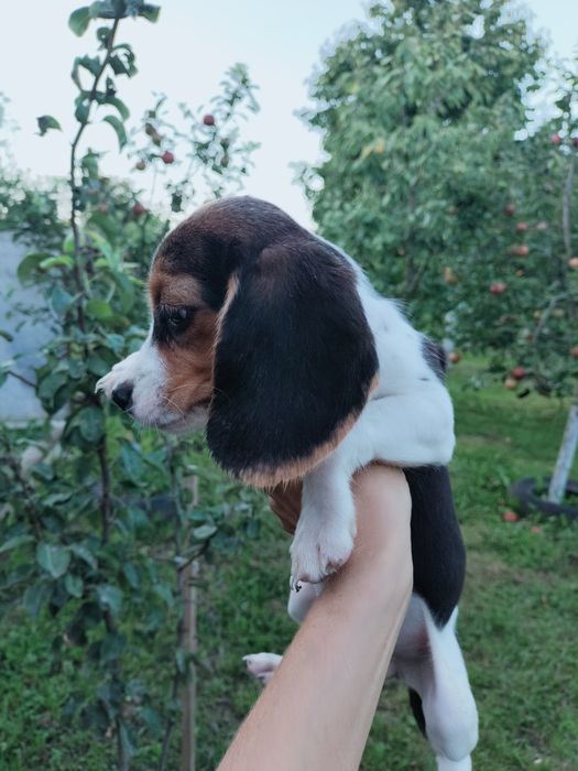 Цуценята породи Бігль