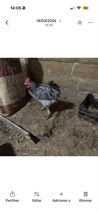 galos troco por duas poedeiras cada galo até sábado ou domingo