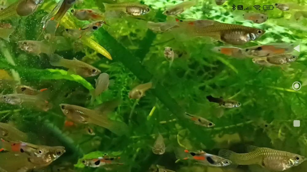 Gupiki endlera  młode